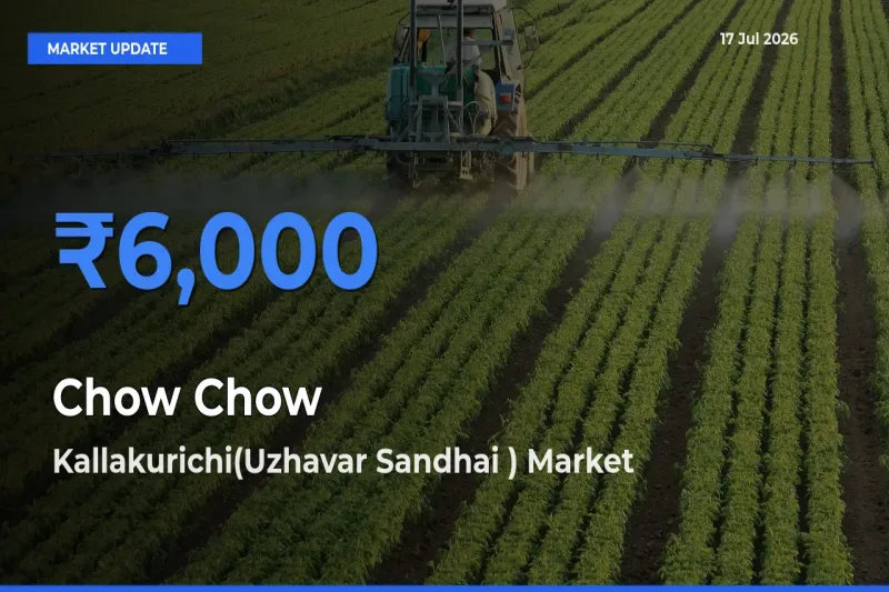 Kallakurichi(Uzhavar Sandhai ) Offers ₹6,000 – Highest Chow Chow Rate Today