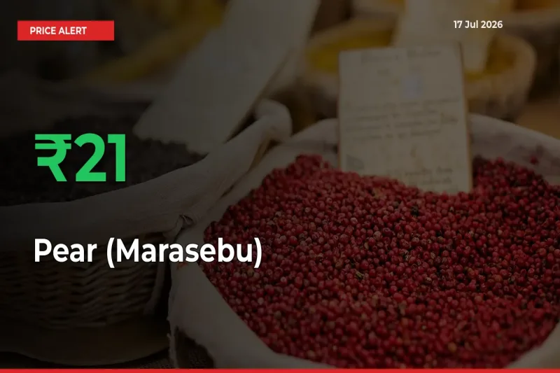 Sharp Jump! Pear (Marasebu) Prices Climb 21.24% in 24 Hours at Key Mandis