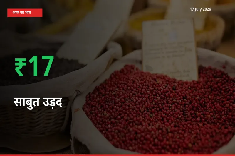 साबुत उड़द के दाम प्रमुख मंडी में 17.16% बढ़े, 24 घंटे में बड़ा बदलाव