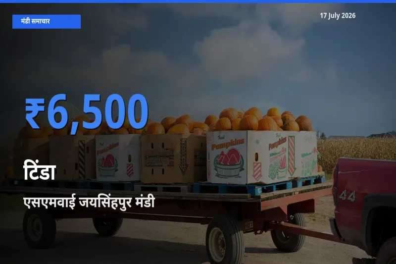 आज टिंडा के सबसे ऊँचे दाम ₹6,500 एसएमवाई जयसिंहपुर मंडी में