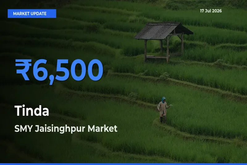Farmers Prefer SMY Jaisinghpur as Tinda Hits Highest Rate