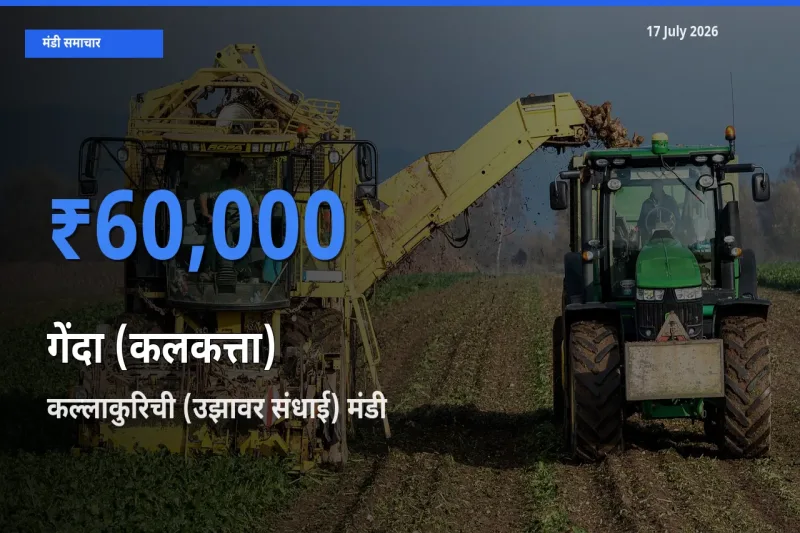 कल्लाकुरिची (उझावर संधाई) में गेंदा (कलकत्ता) का आज सबसे ऊँचा भाव