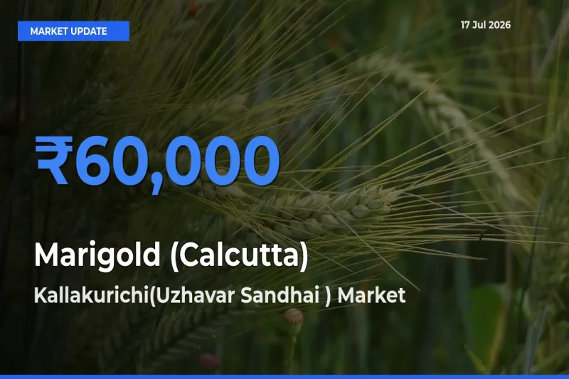 Top Performer! Kallakurichi(Uzhavar Sandhai ) Offers Best Marigold (Calcutta) Price Today