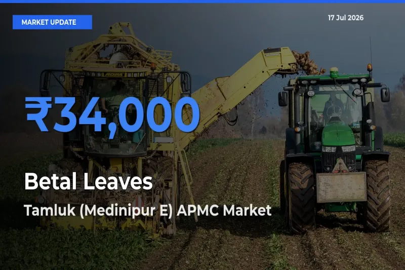 Tamluk (Medinipur E) APMC Emerges as Top Mandi for Betal Leaves Prices Today