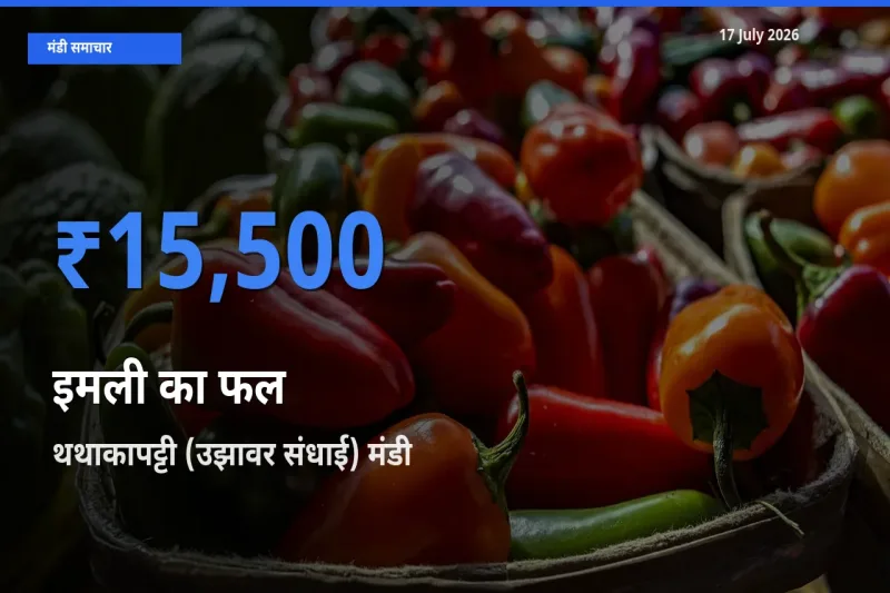 बाज़ार संकेत: थथाकापट्टी (उझावर संधाई) बना इमली का फल के लिए आज की टॉप मंडी