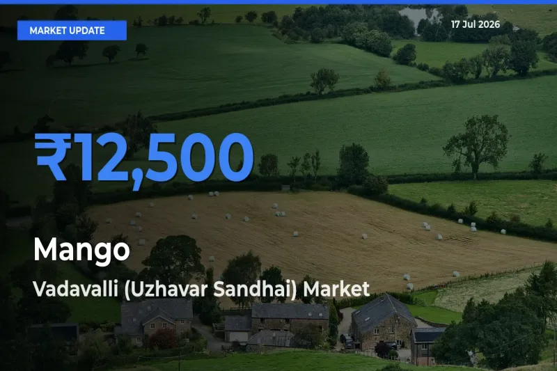 Vadavalli (Uzhavar Sandhai) Offers ₹12,500 – Highest Mango Rate Today