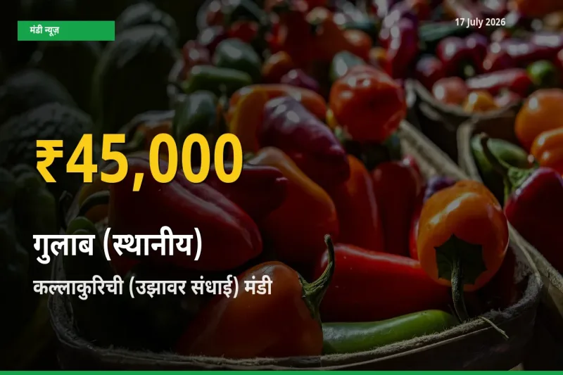 गुलाब (स्थानीय) के दामों में रिकॉर्ड तेज़ी, कल्लाकुरिची (उझावर संधाई)