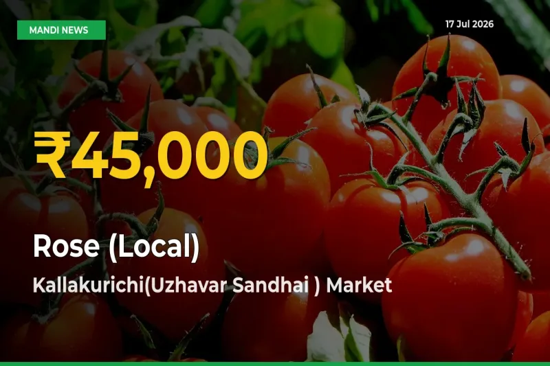Rose (Local) Prices Soar to Record High in Kallakurichi(Uzhavar Sandhai ) – Farmers Alert Today