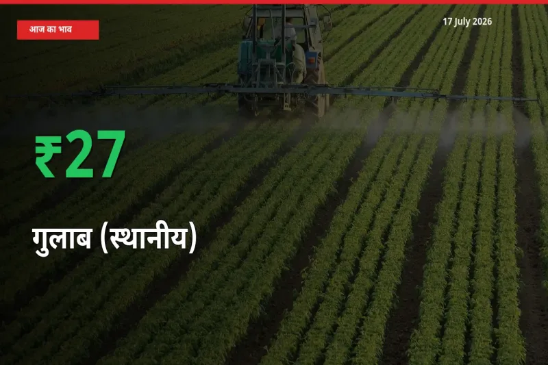 स्थानीय मंडी में गुलाब (स्थानीय) के दाम अचानक 27.35% उछले, किसान सतर्क