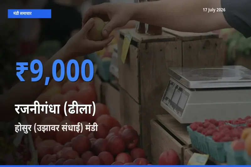 टॉप मंडी बना होसुर (उझावर संधाई)! रजनीगंधा (ढीला) के सबसे ऊँचे दाम यहीं दर्ज