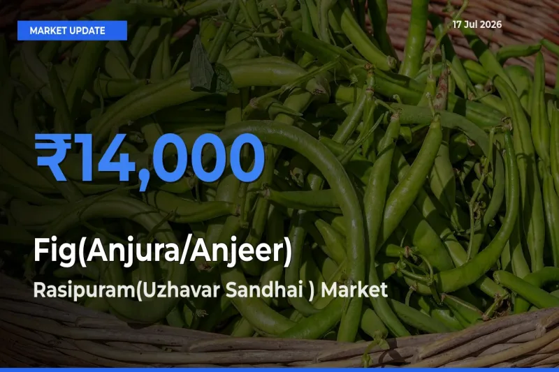 Fig(Anjura/Anjeer) Mandi Rate Today: Rasipuram(Uzhavar Sandhai ) Tops the List