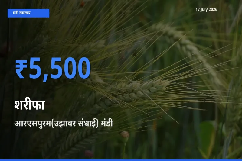 टॉप मंडी बना आरएसपुरम(उझावर संधाई)! शरीफा के सबसे ऊँचे दाम यहीं दर्ज