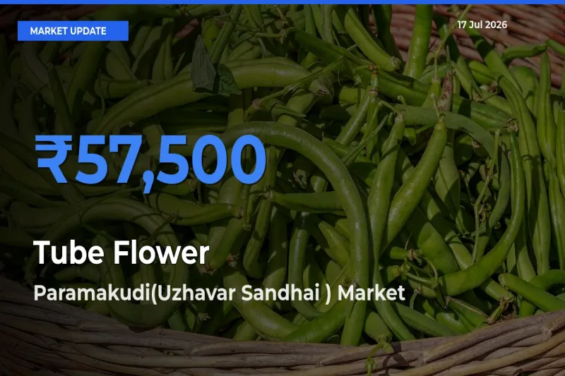 Market Watch: Paramakudi(Uzhavar Sandhai ) Becomes Top Mandi for Tube Flower