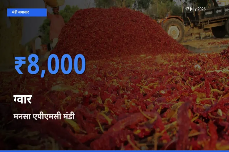 टॉप मंडी बना मनसा एपीएमसी! ग्वार के सबसे ऊँचे दाम यहीं दर्ज