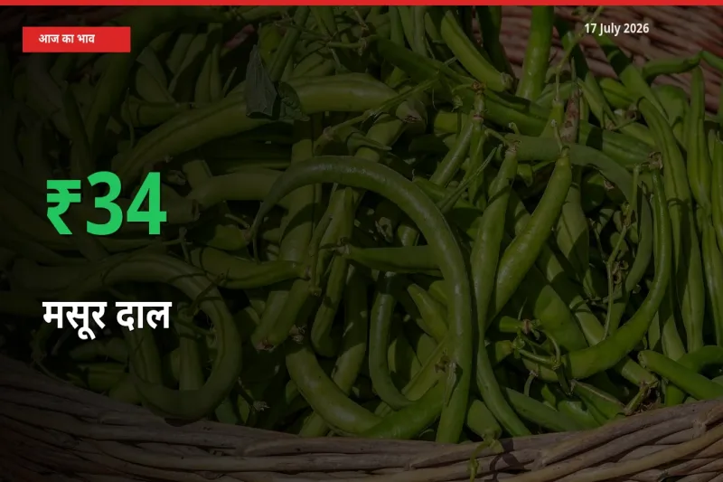 बाज़ार संकेत: मसूर दाल के भाव मंडी में 34.14% ऊपर