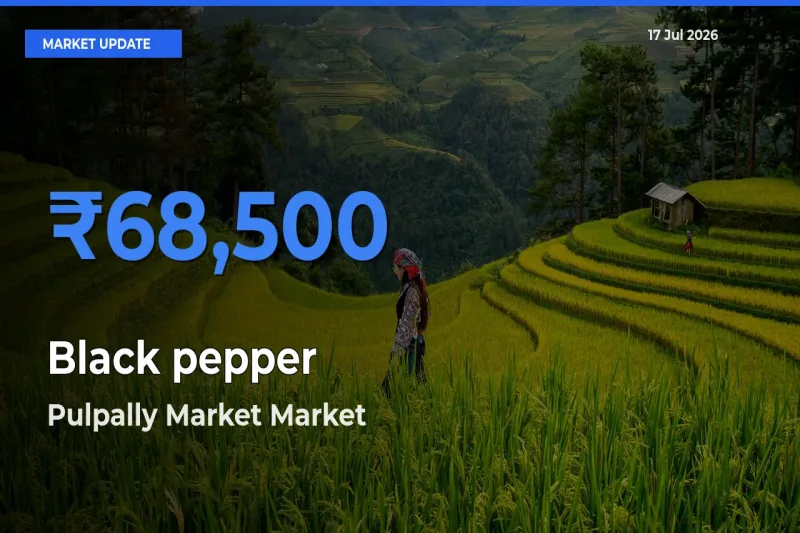 Pulpally Market Offers ₹68,500 – Highest Black pepper Rate Today