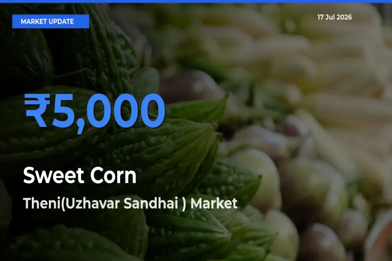 Top Performer! Theni(Uzhavar Sandhai ) Offers Best Sweet Corn  Price Today