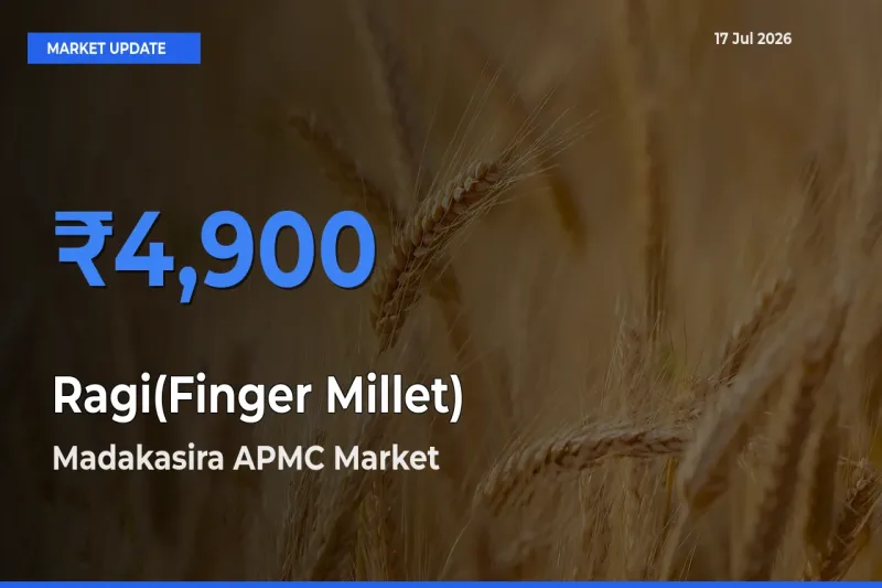 Madakasira APMC Tops Ragi(Finger Millet) Rates – July 17 Market Update