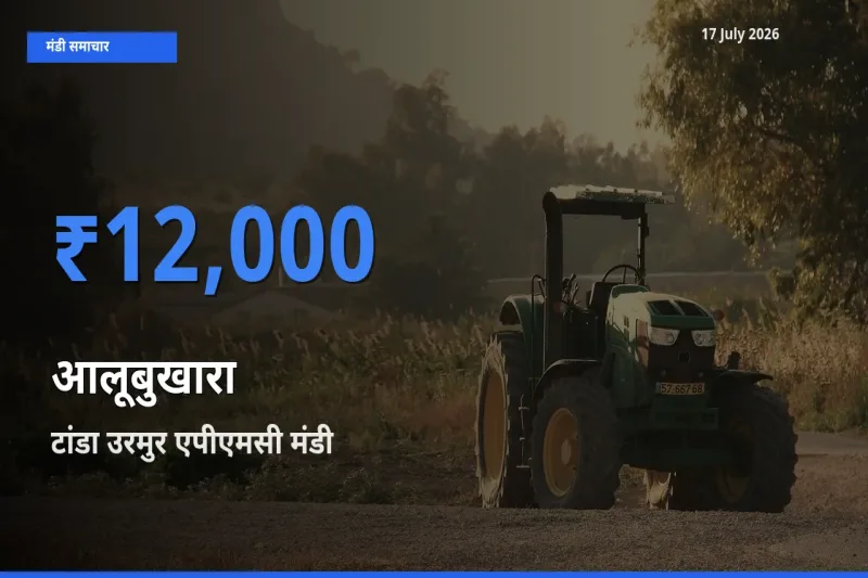 आज आलूबुखारा के सबसे ज़्यादा दाम टांडा उरमुर एपीएमसी मंडी में दर्ज