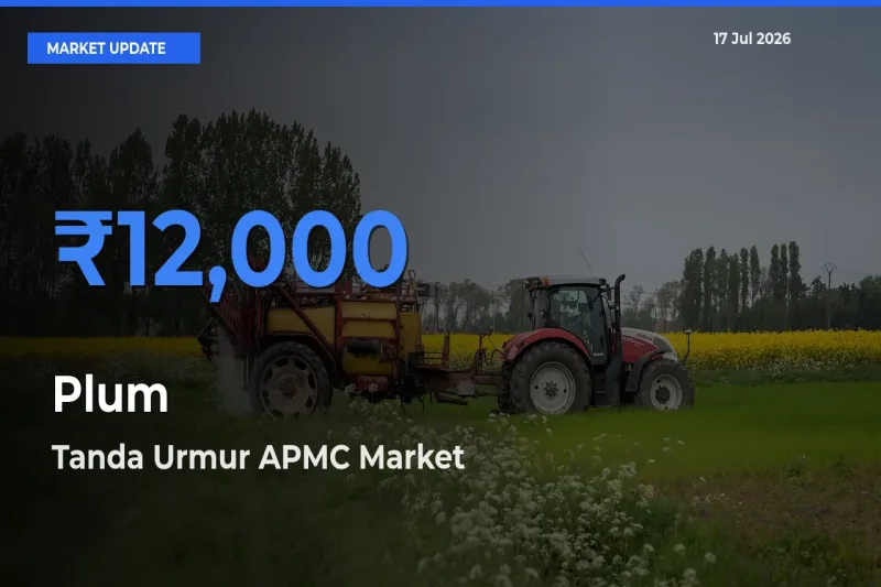 Farmers Prefer Tanda Urmur APMC as Plum Hits Highest Rate