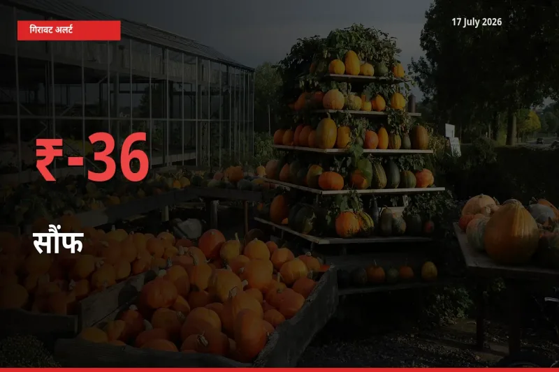 सौंफ 35.71% गिरा, मंडी
