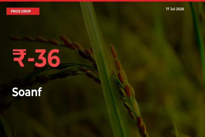35.71% Drop in Soanf Prices – Mandi Sees Sudden Fall