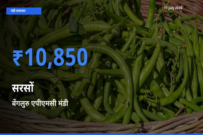 आज का मंडी भाव: सरसों के सबसे ज़्यादा दाम बेंगलुरु एपीएमसी में