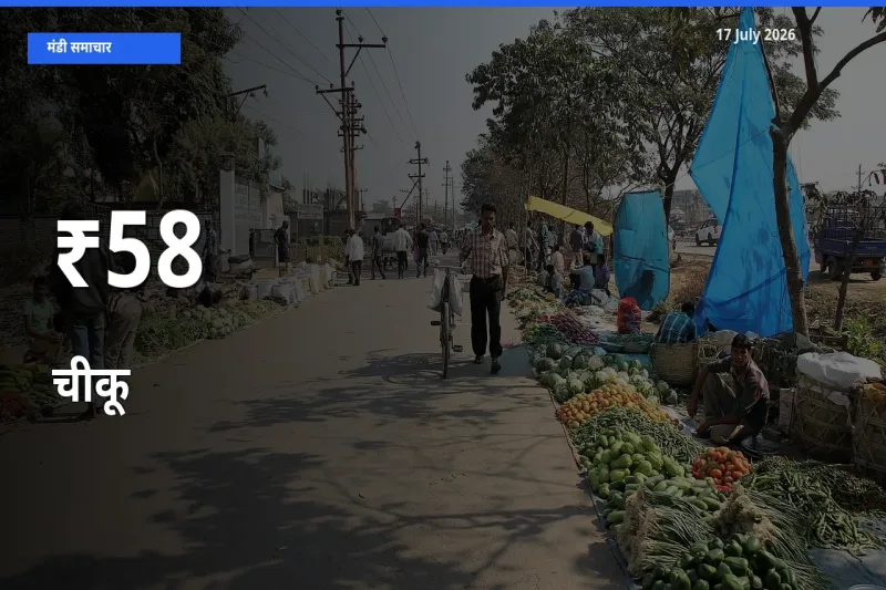 कई मंडियों में चीकू के भाव एक दिशा में, बाज़ार का रुख साफ