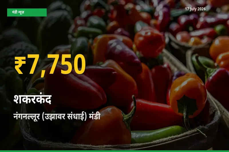 किसानों के लिए खुशखबरी! नंगनल्लूर (उझावर संधाई) में शकरकंद के दाम रिकॉर्ड स्तर पर