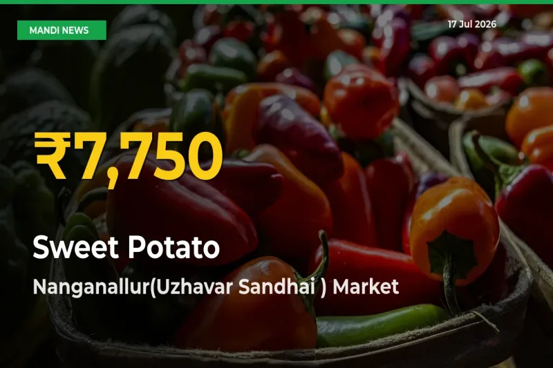 Sweet Potato Price Hits New High in Nanganallur(Uzhavar Sandhai ) Today – Check Latest Mandi Rates