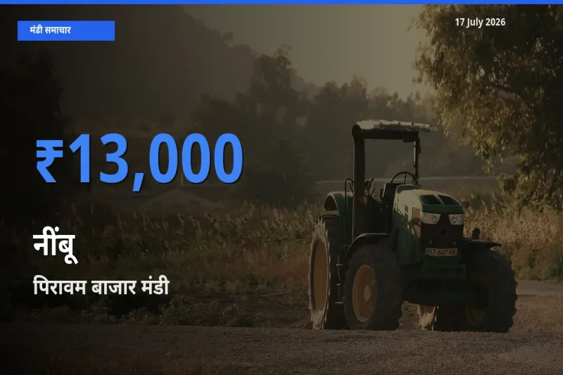 पिरावम बाजार मंडी में नींबू ₹13,000 पर पहुँचा – आज का सर्वोच्च भाव