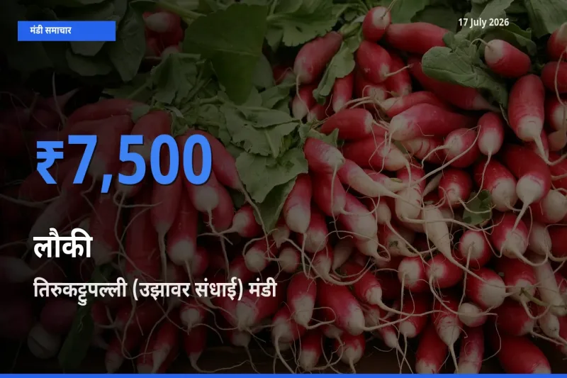 तिरुकट्टुपल्ली (उझावर संधाई) मंडी में लौकी ₹7,500 पर पहुँचा – आज का सर्वोच्च भाव