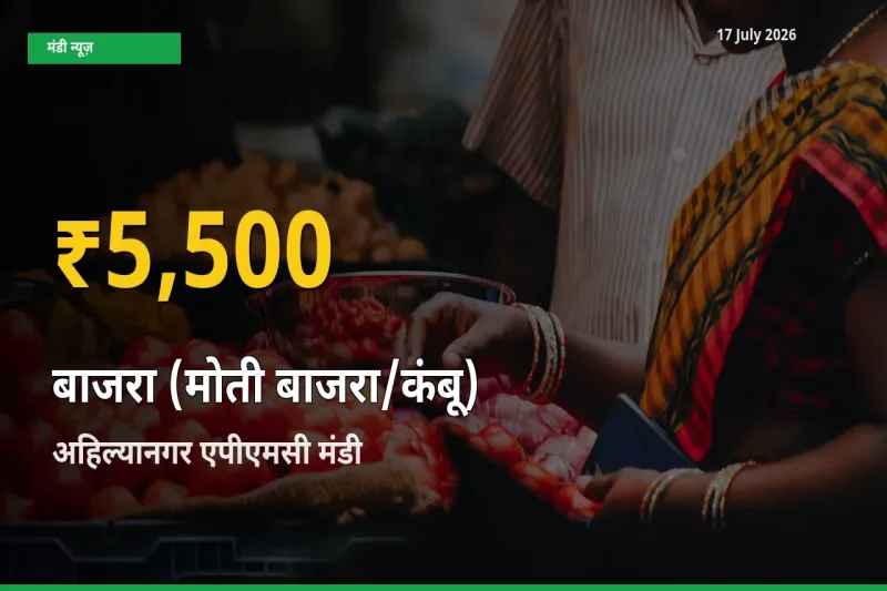 बाजरा (मोती बाजरा/कंबू) के दामों में रिकॉर्ड तेज़ी, अहिल्यानगर एपीएमसी
