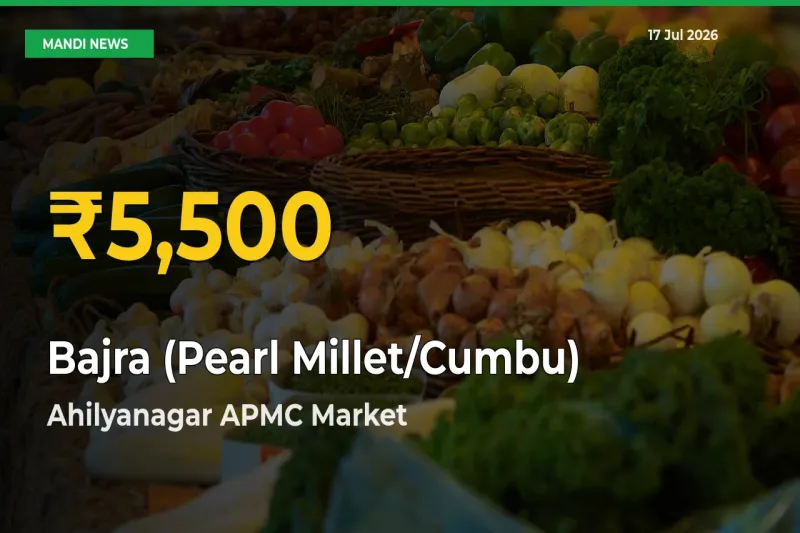 Fresh Record! Bajra (Pearl Millet/Cumbu) Price Climbs to New High in Ahilyanagar APMC