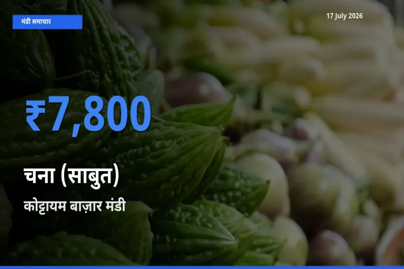 बाज़ार संकेत: कोट्टायम बाज़ार बना चना (साबुत) के लिए आज की टॉप मंडी
