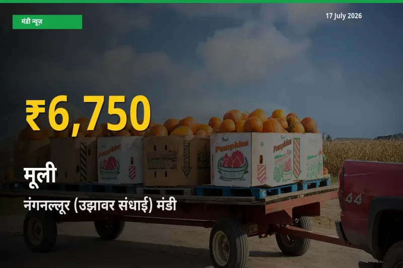 17 July अपडेट: नंगनल्लूर (उझावर संधाई) में मूली के दाम रिकॉर्ड स्तर पर