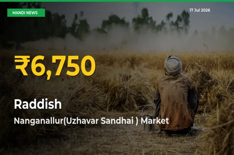Big Jump in Raddish Prices! Nanganallur(Uzhavar Sandhai ) Records New Peak Today