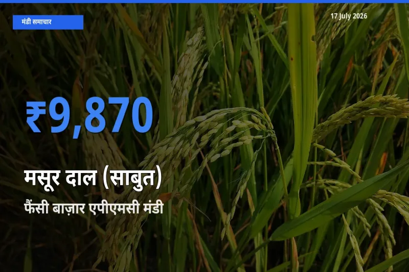 आज का मंडी भाव: मसूर दाल (साबुत) के सबसे ज़्यादा दाम फैंसी बाज़ार एपीएमसी में