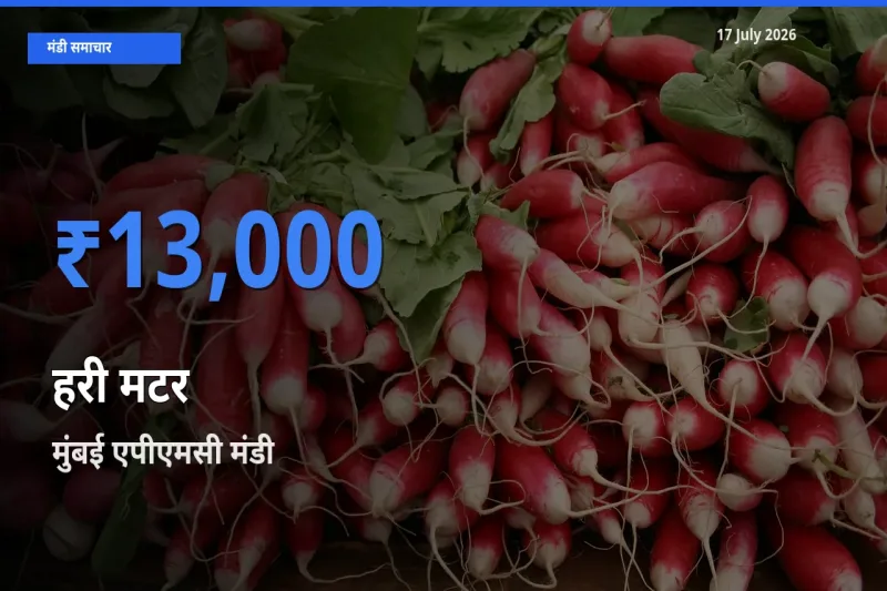 आज हरी मटर के सबसे ऊँचे दाम ₹13,000 मुंबई एपीएमसी मंडी में