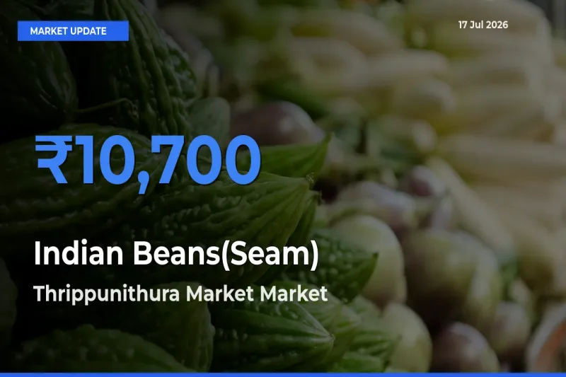 Thrippunithura Market Leads as Top Mandi for Indian Beans(Seam) Prices