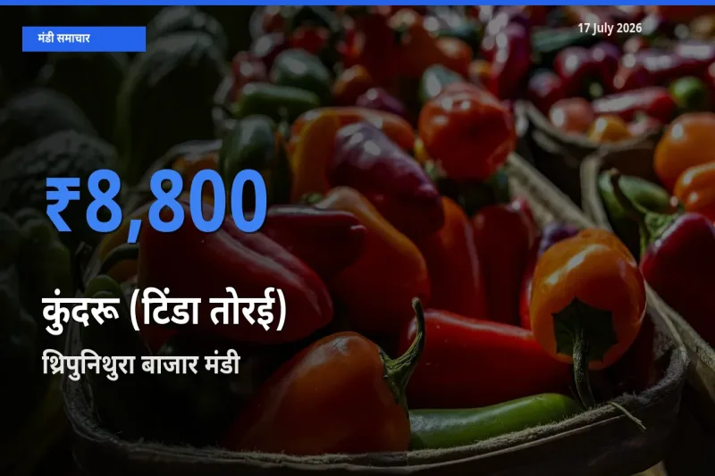 आज कुंदरू (टिंडा तोरई) के सबसे ऊँचे दाम ₹8,800 थ्रिपुनिथुरा बाजार मंडी में
