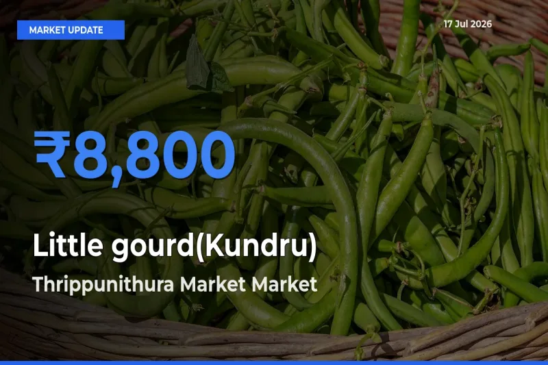 Thrippunithura Market Emerges as Top Mandi for Little gourd(Kundru) Prices Today