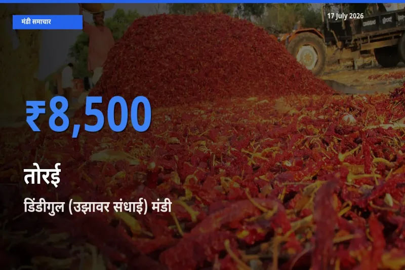 17 July अपडेट: तोरई के सबसे ऊँचे दाम डिंडीगुल (उझावर संधाई) मंडी में