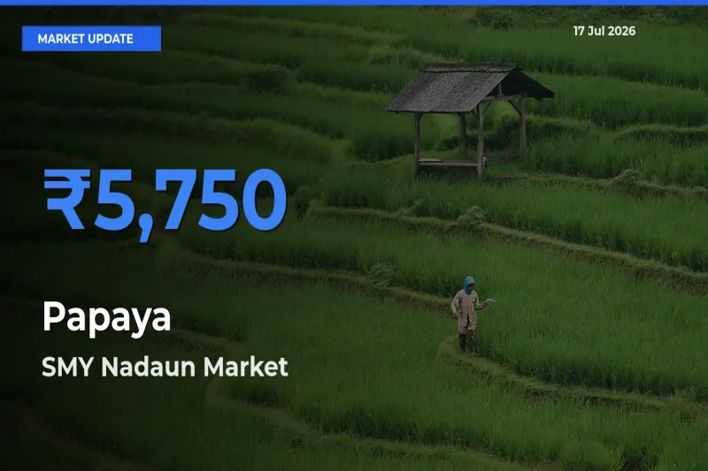SMY Nadaun Tops Papaya Rates – July 17 Market Update