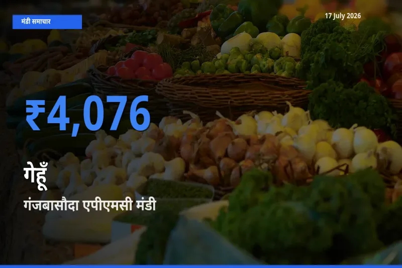 आज गेहूँ के सबसे ज़्यादा दाम गंजबासौदा एपीएमसी मंडी में दर्ज