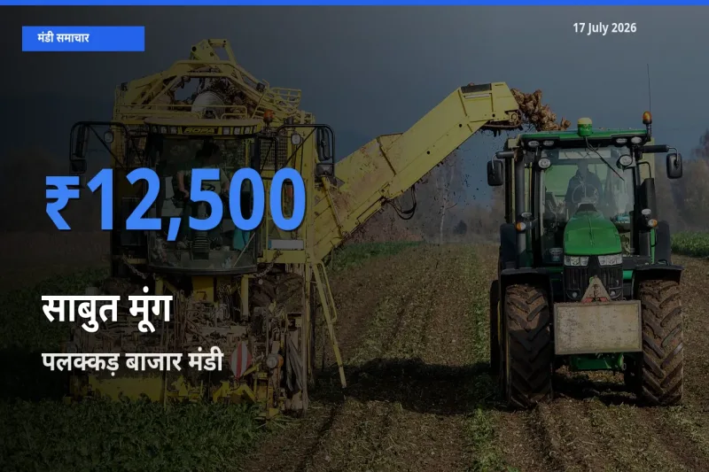 टॉप मंडी बना पलक्कड़ बाजार! साबुत मूंग के सबसे ऊँचे दाम यहीं दर्ज