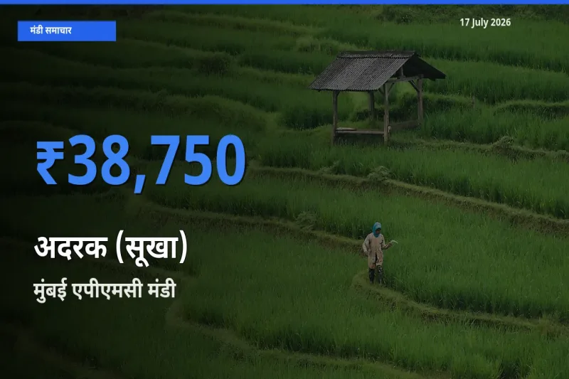 टॉप मंडी बना मुंबई एपीएमसी! अदरक (सूखा) के सबसे ऊँचे दाम यहीं दर्ज