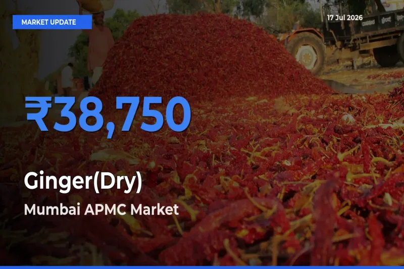 Mumbai APMC Emerges as Top Mandi for Ginger(Dry) Prices Today
