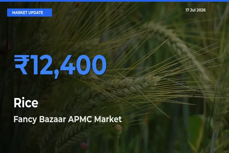 Fancy Bazaar APMC Leads as Top Mandi for Rice Prices