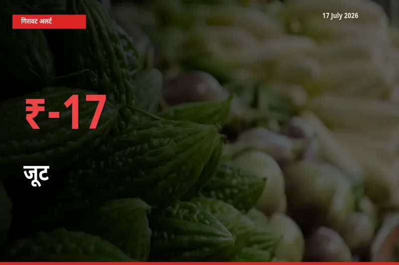 जूट के दाम प्रमुख मंडी में 16.78% गिरे, 24 घंटे में बड़ा बदलाव